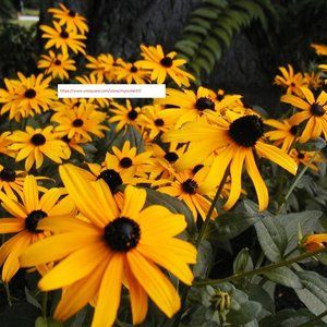 Black Eyed Susan - Flower Seeds - BOGO